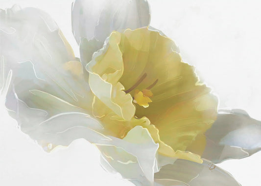 Daffodil | Canvas