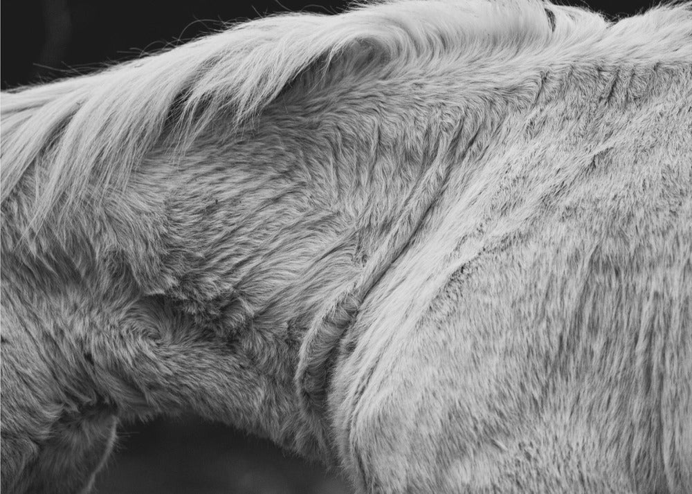 Horse II | Canvas