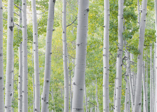 Birch Forest | Poster