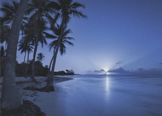 Tropical Moonrise | Canvas