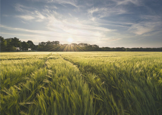 Barley Meadow | Poster