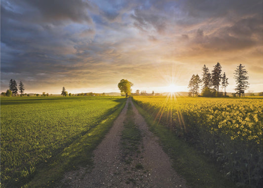 Summer Meadow | Poster