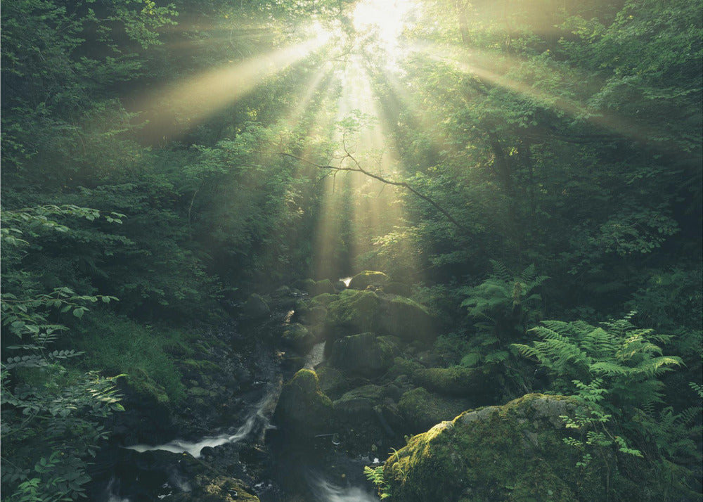 Green Rays | Canvas