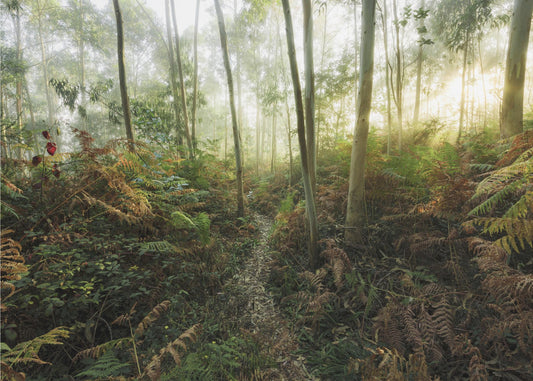 Foggy Woods II | Poster