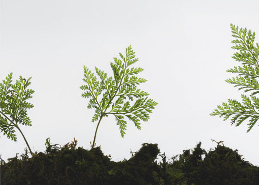 Fern Detail | Canvas