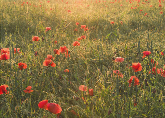 Poppy World II | Canvas