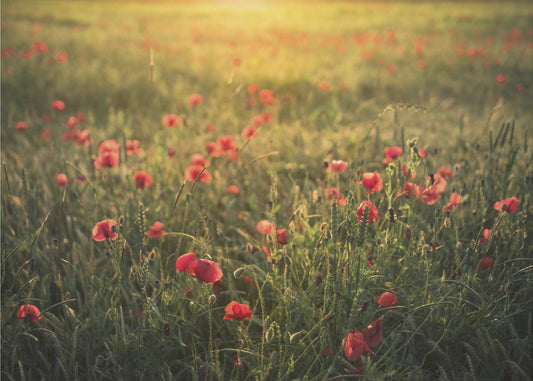 Poppy World III | Wallpaper