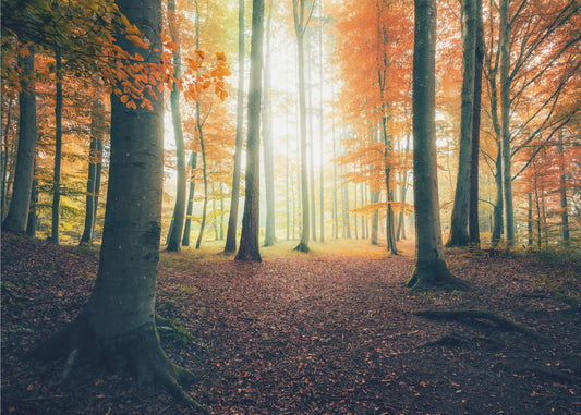Autumn in the Woods | Poster