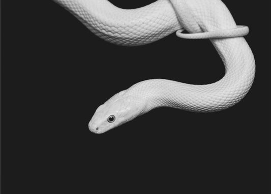 Serpent Blanc | Poster