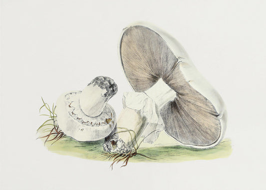 Hand Drawn Horse Mushroom | Poster