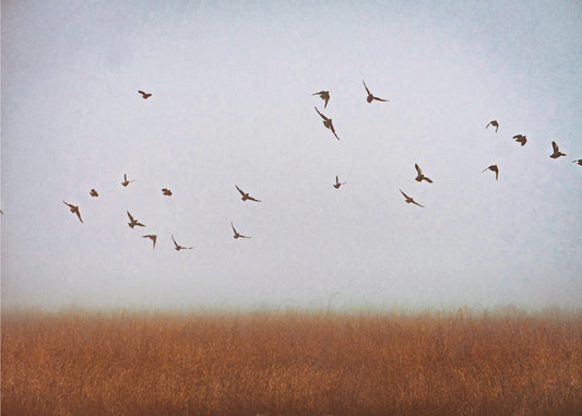 freedom | Wallpaper