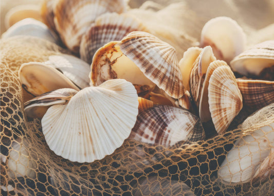 Seashell Symphony | Canvas