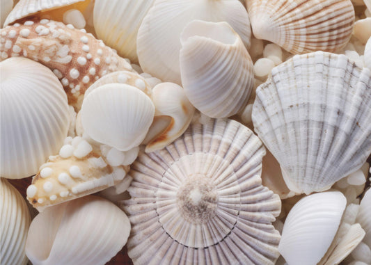 Seashell Symphony | Canvas