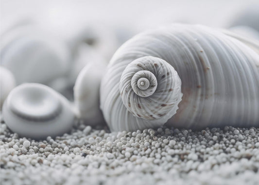 Seashell Serenity | Canvas