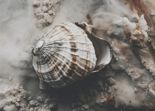 Seashell Serenity | Canvas