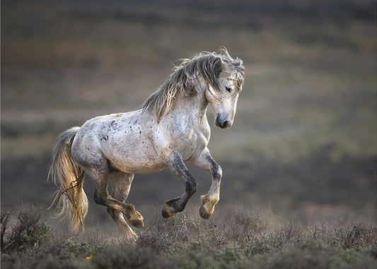 Mustang, Wild Horse / Equus ferus caballus | Wallpaper