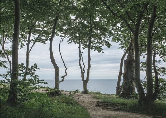 Forest At the Sea 2 | Canvas