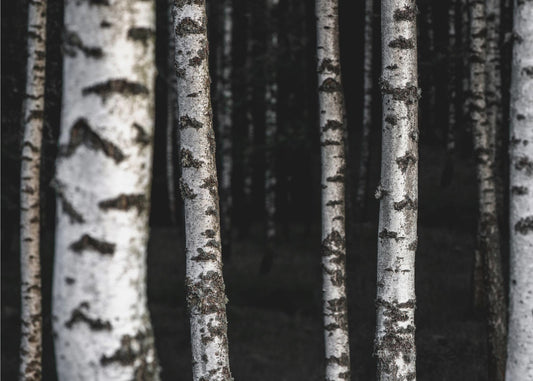 Birch Trees 8 | Canvas