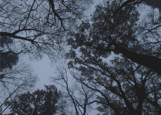 Looking Up 1 | Canvas