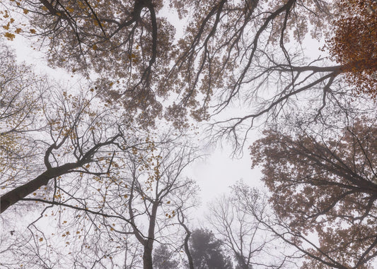 Looking Up 2 | Canvas