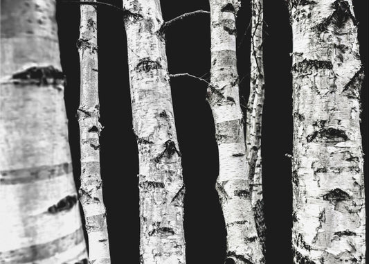 Birch Trees | Canvas