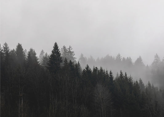 Foggy Woods 7 | Canvas