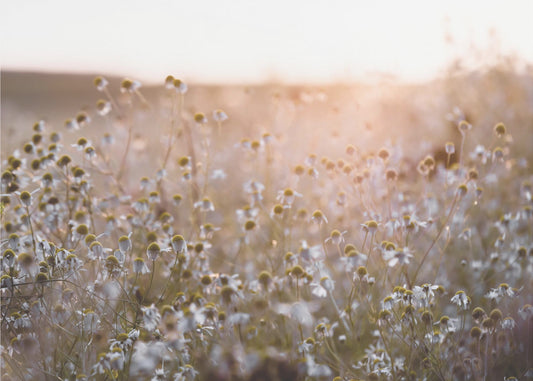Summer Morning 7 | Canvas