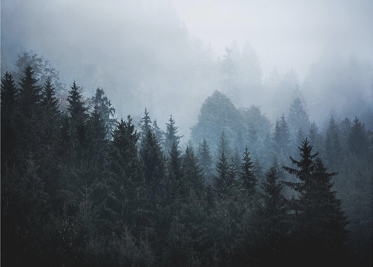 Foggy Woods 5 | Canvas