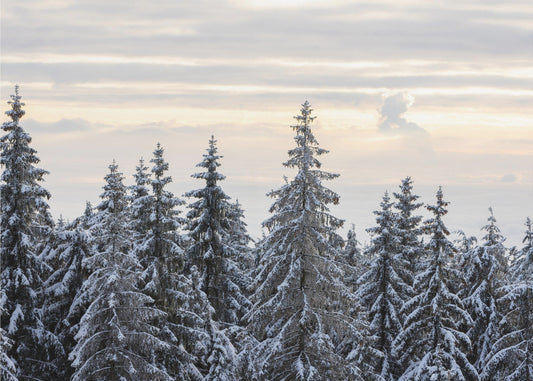 Snow Covered Trees 8 | Canvas