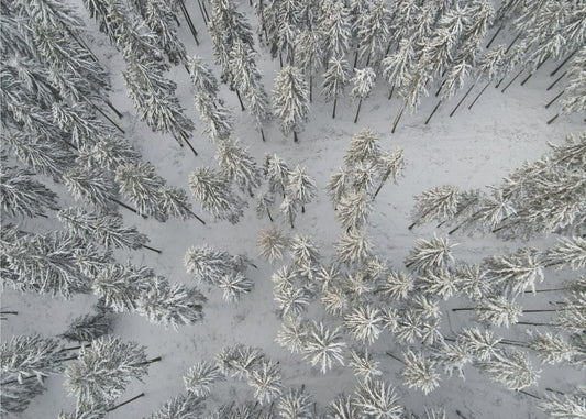 Snow Covered Trees 3 | Canvas