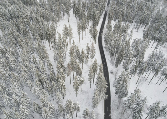 Snow Covered Trees 5 | Canvas