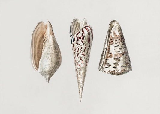 Three Mollusks Crop | Canvas