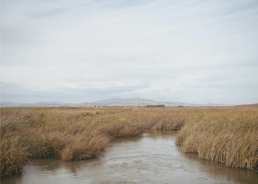 Marshland No.1 | Wallpaper