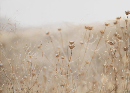 winter thistle no.2 | Wallpaper
