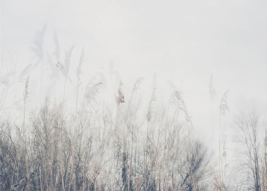 Landscape of reeds and grass | Wallpaper