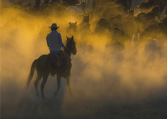 cowboy and horses | Poster