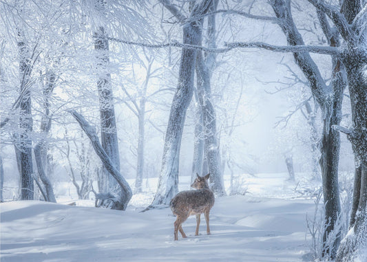 The Sika Deer in the Snowy Forest | Wallpaper