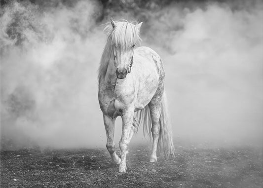 And there came a white horse | Canvas