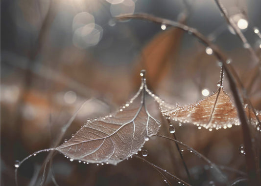 Dew-Kissed Serenity | Canvas