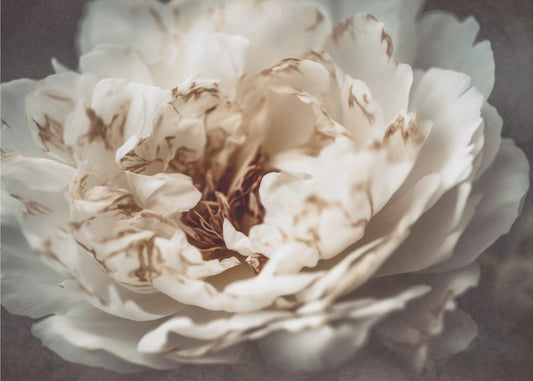 Petals of Serenity | Canvas