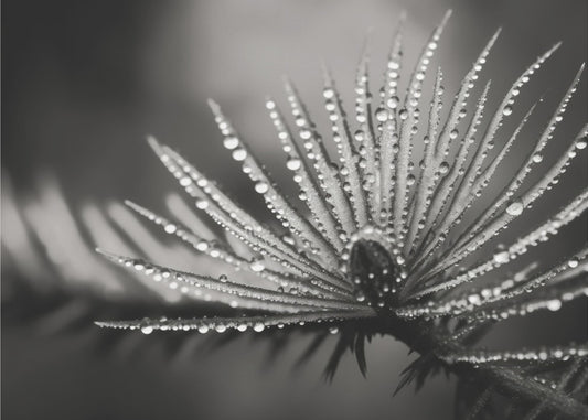 Dewy Elegance | Poster