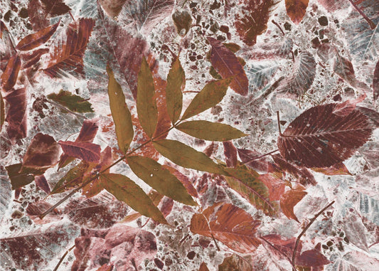 Autumn leaves | Canvas