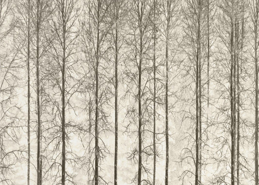 Aspens | Canvas