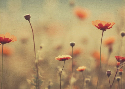 Whispering Poppies | Canvas