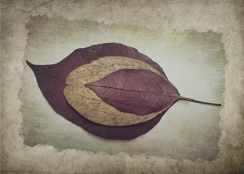 The Story of Nature | Canvas