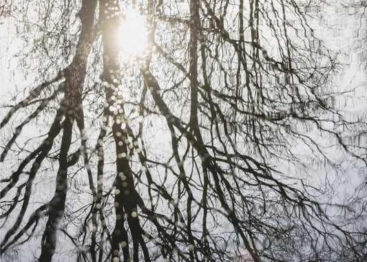 Winter Reflections 3 | Canvas