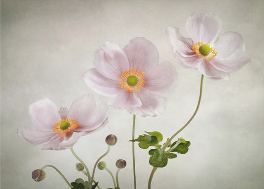 Anemones | Canvas