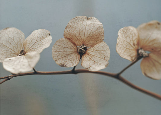 Whispering Petals | Canvas