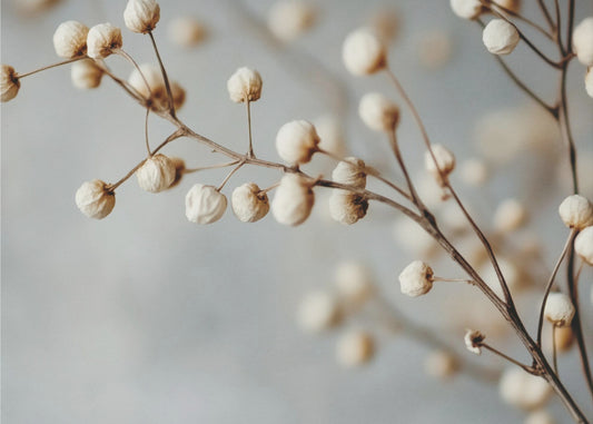 Dried Elegance | Canvas