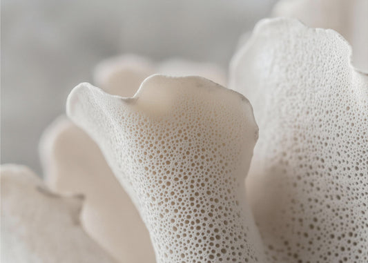 Porcelain Petals | Poster